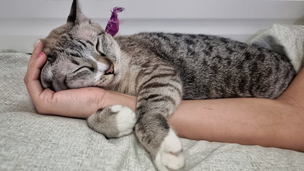 É bom diferenciar um gato carinhoso de um gato que é totalmente dependente dos humanos