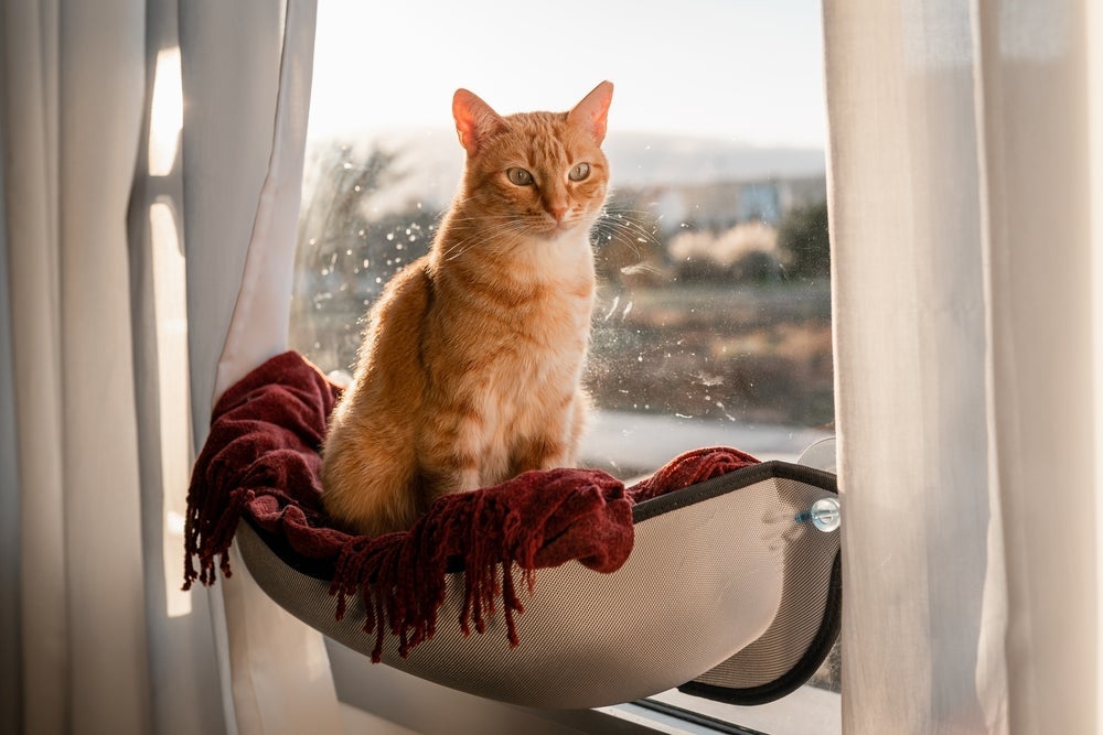 Gatos castrados tendem a ficar menos territorialistas depois do procedimento