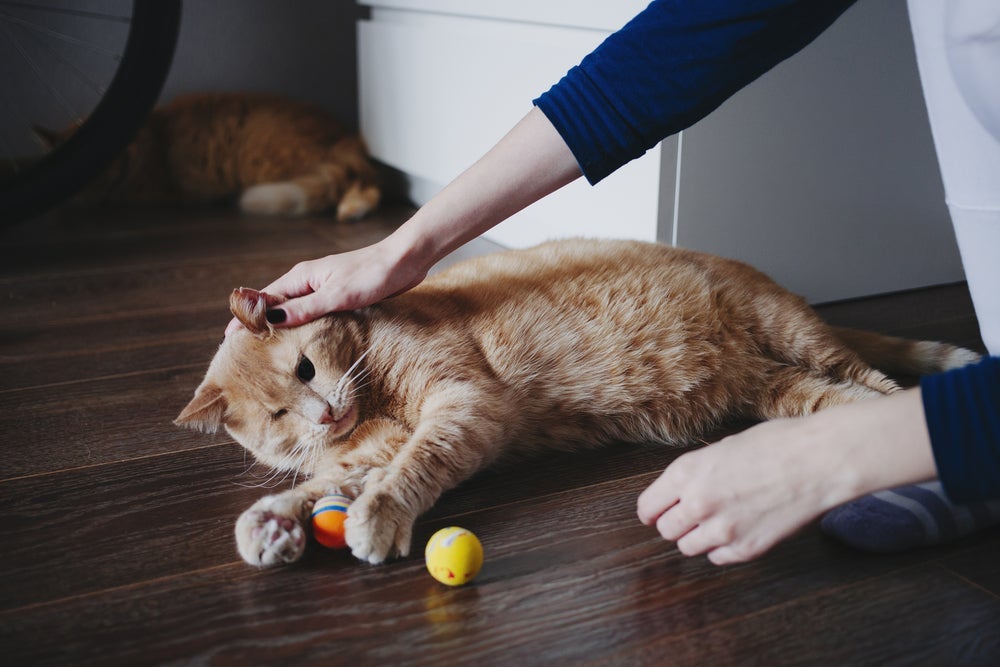 Como cuidar de gato cego: não deixe as brincadeiras de lado!