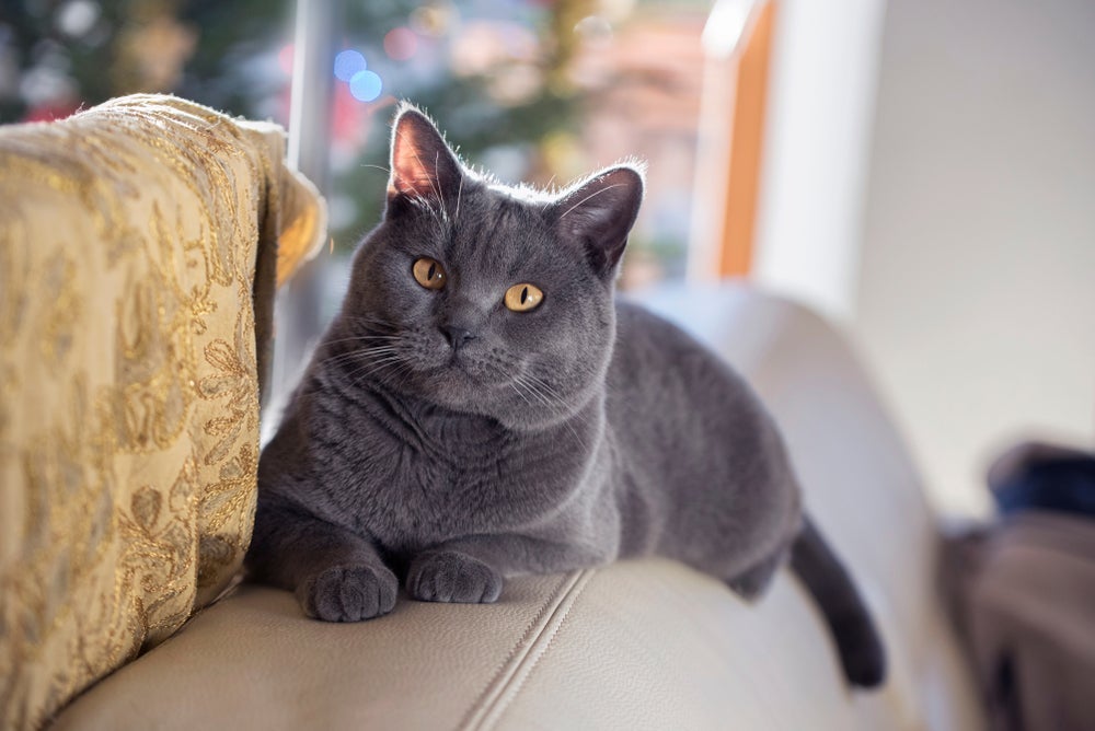 O gato Chartreux se vira bem na ausência do tutor