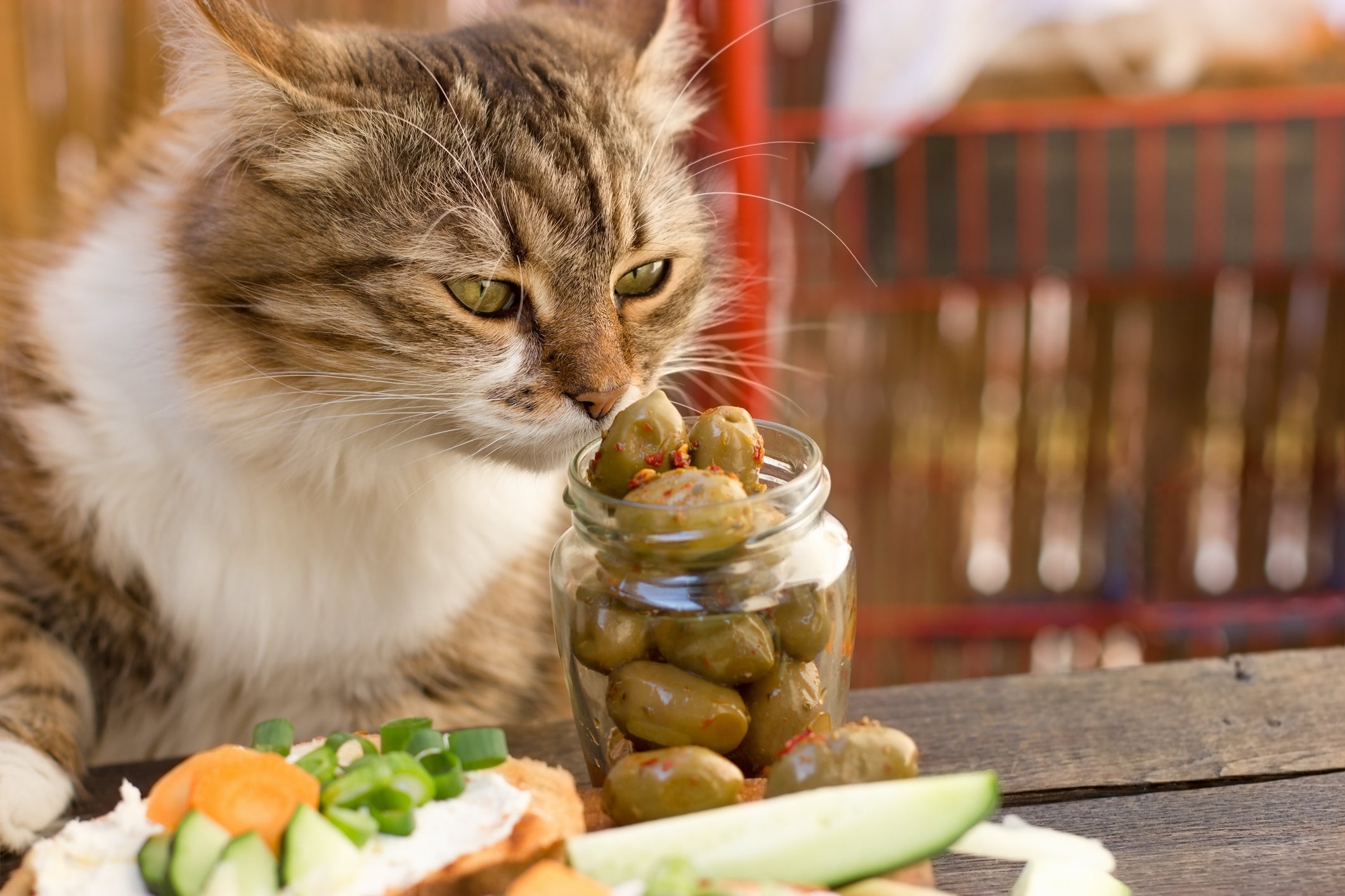 Ao dar azeitona para gatos cheirarem, o resultado costuma ser hilário