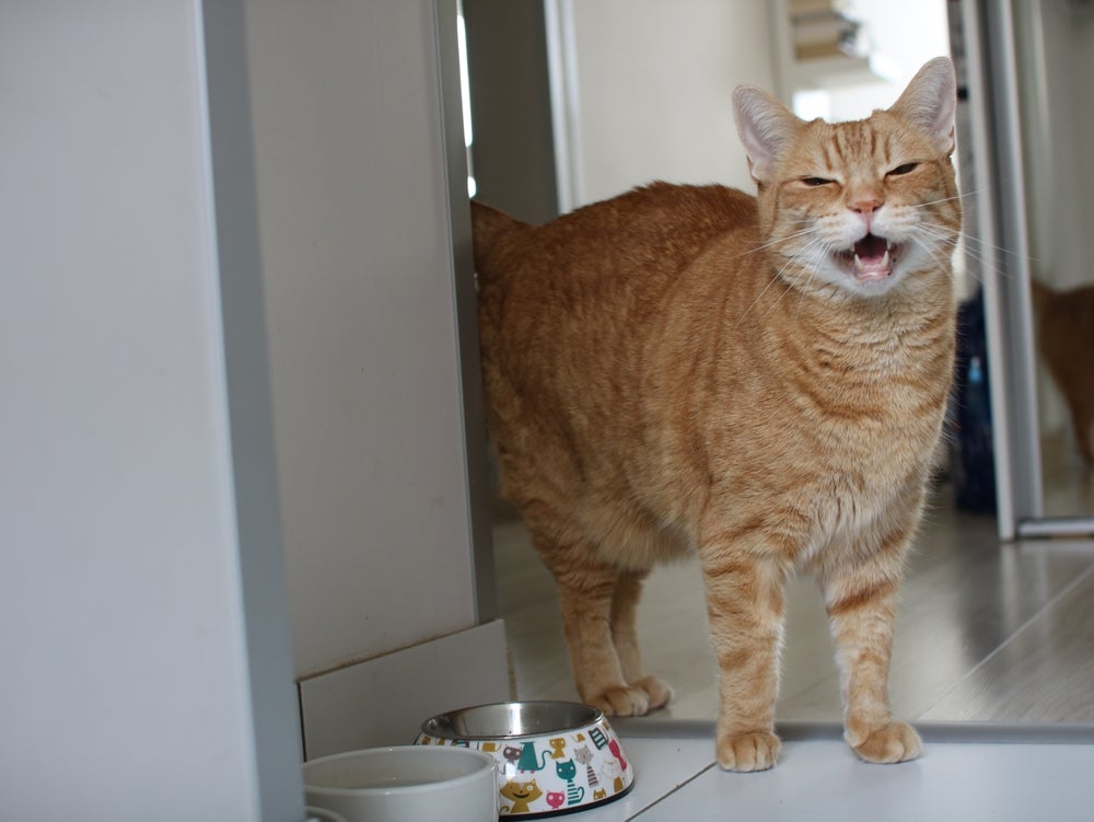Gato chorão: filhotes tendem a chorar mais nessa fase porque são mais frágeis