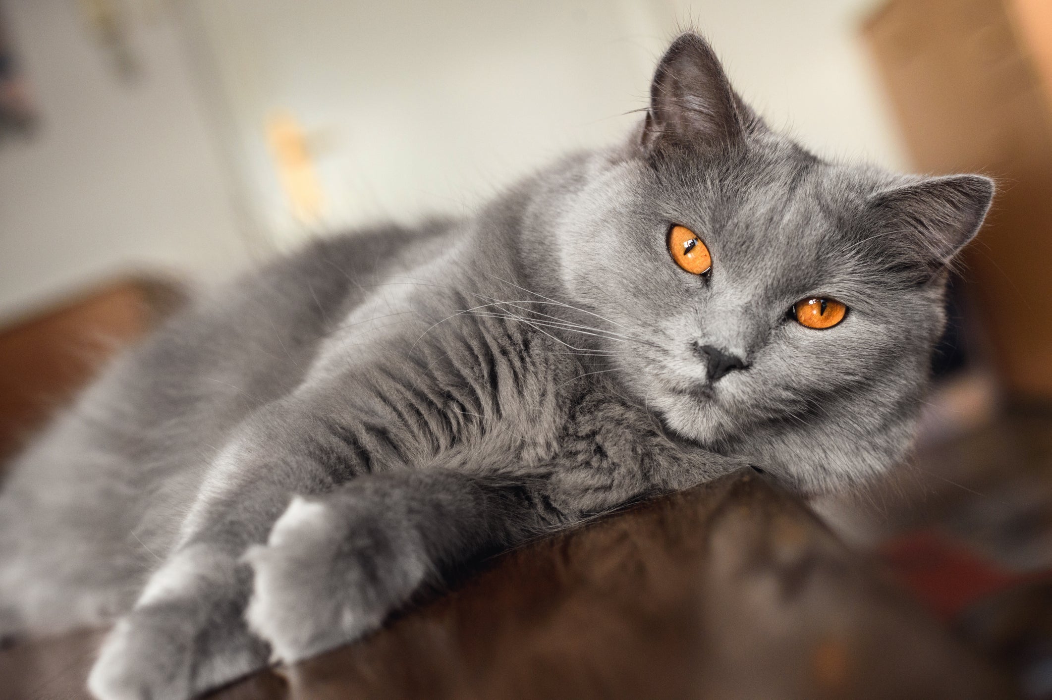 Gato cinza: raça Chartreux é uma das mais populares