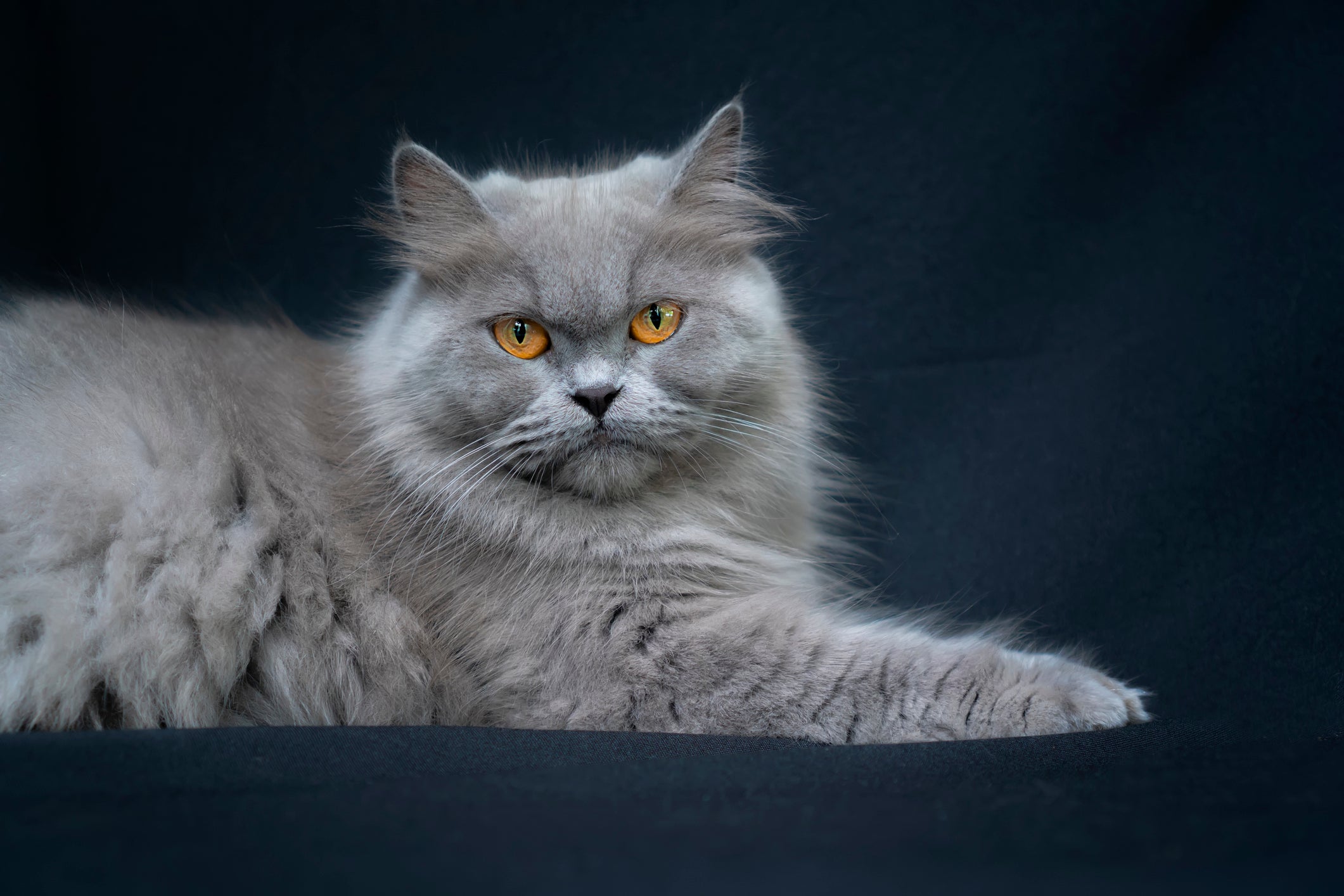 O gato Persa cinza é um dos bichanos mais procurados por sua beleza única