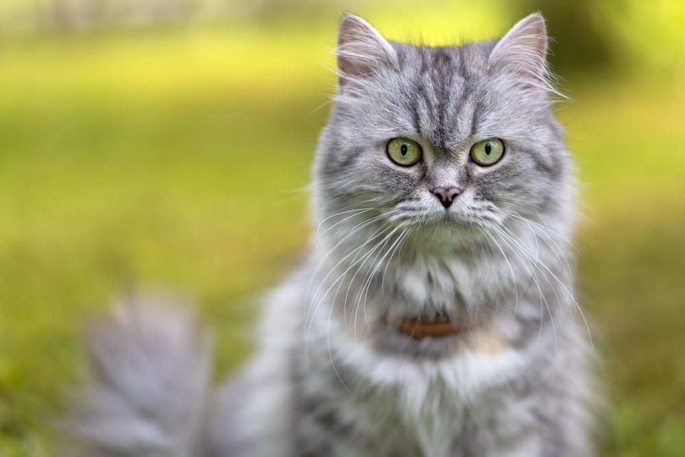 O gato cinza é super explorador