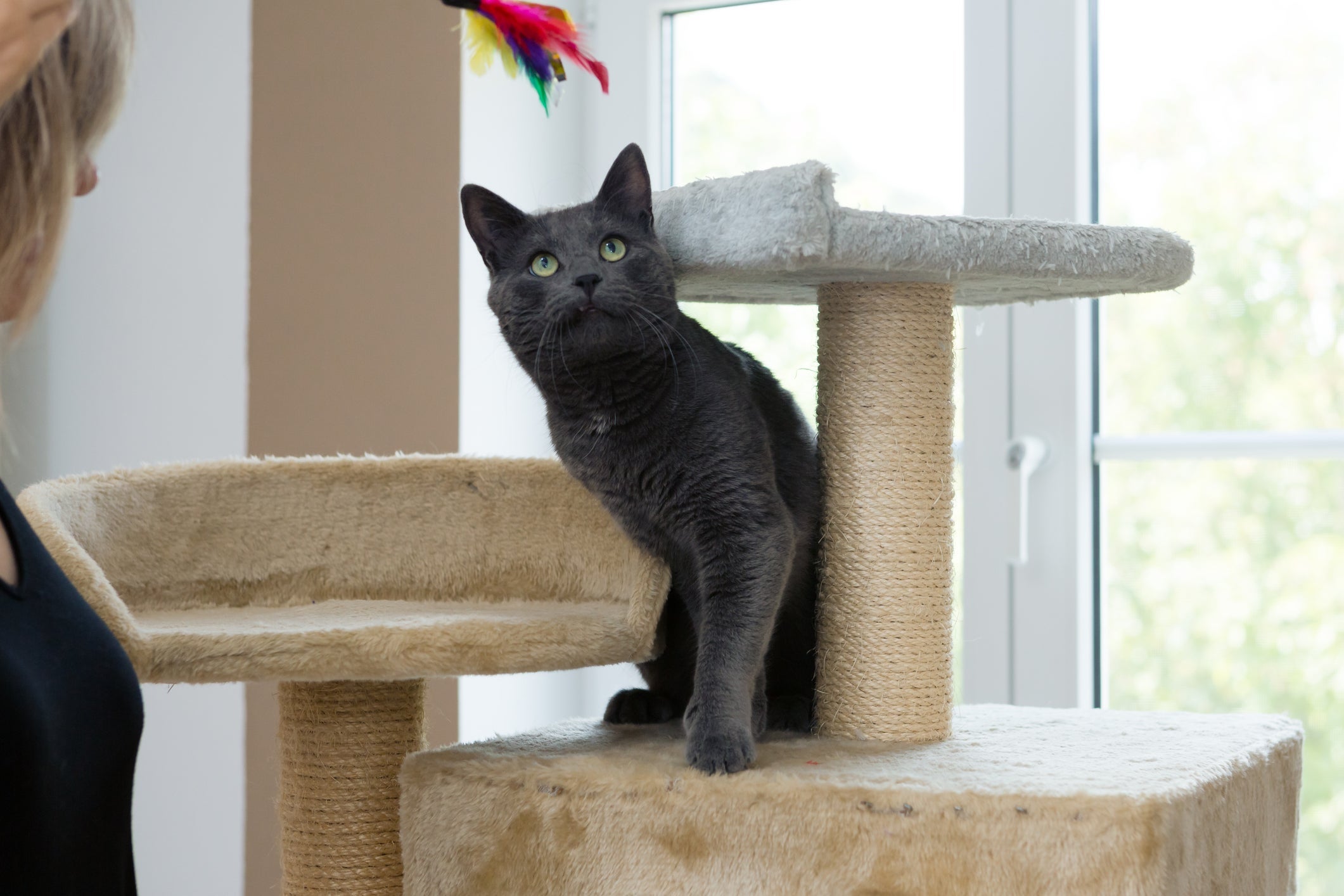 O gato cinza é brincalhão e extrovertido