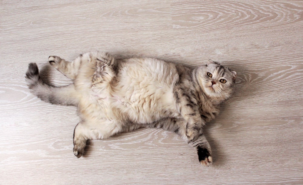Além do gato com a barriga inchada, fique atento aos outros sintomas
