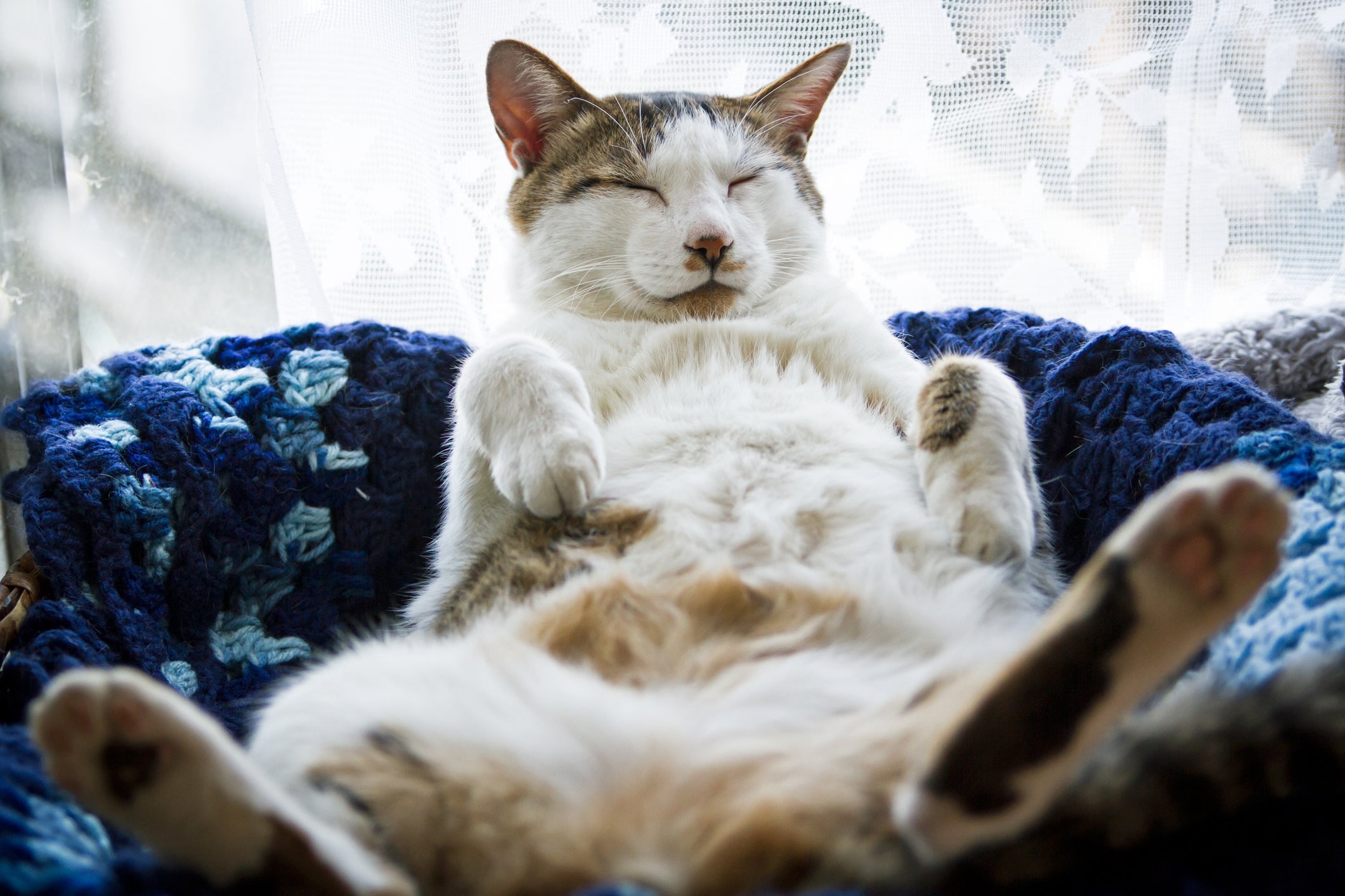Um gatinho feliz apresenta uma postura relaxada e confortável