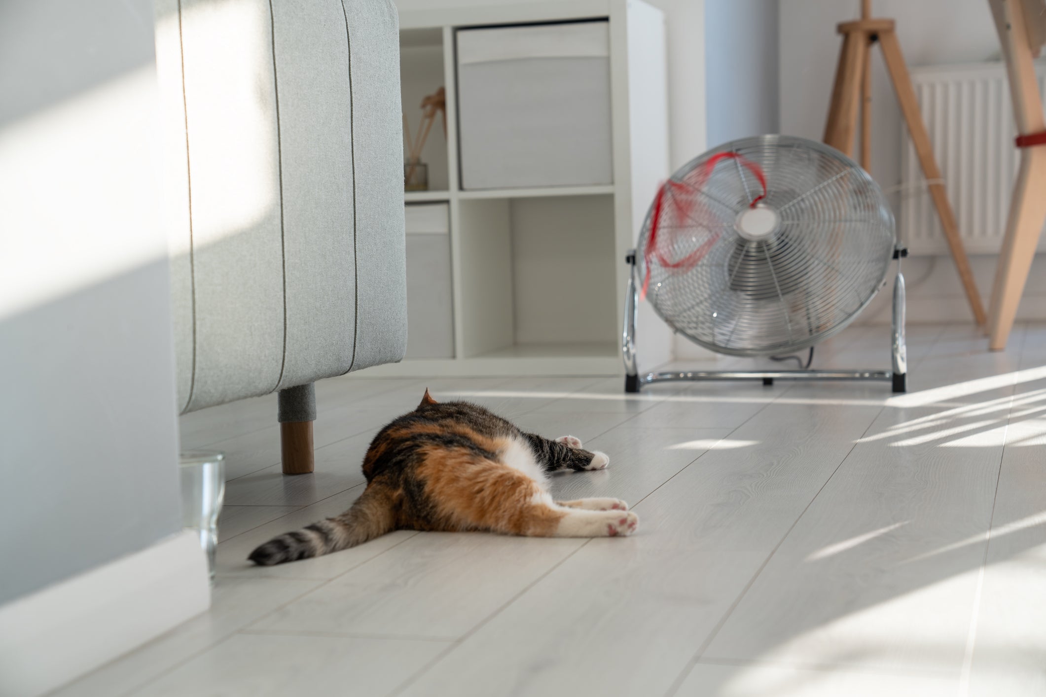 Como cuidar de gatos no verão: é importante evitar banhos de sol nos períodos mais quentes do dia