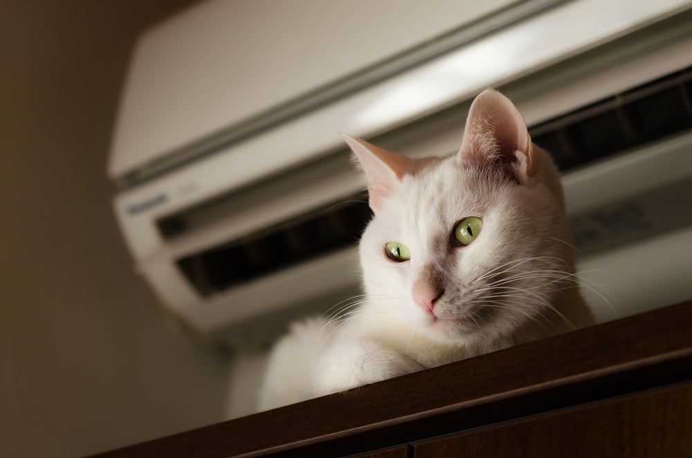 Como refrescar o gato no calor: evite que o animal fique muito exposto ao vento gelado
