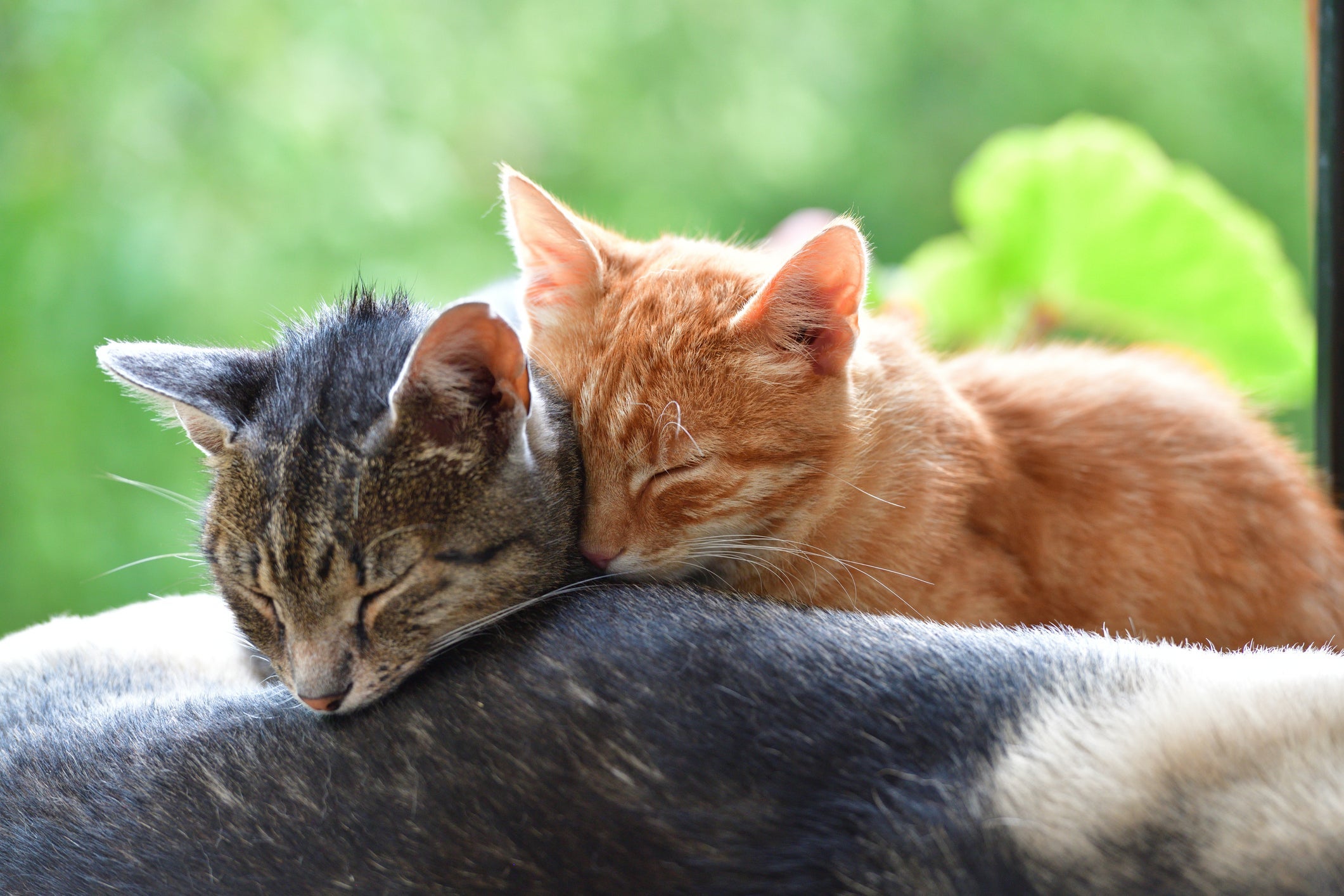 Com as táticas certas e paciência, seus gatos vão virar melhores amigos