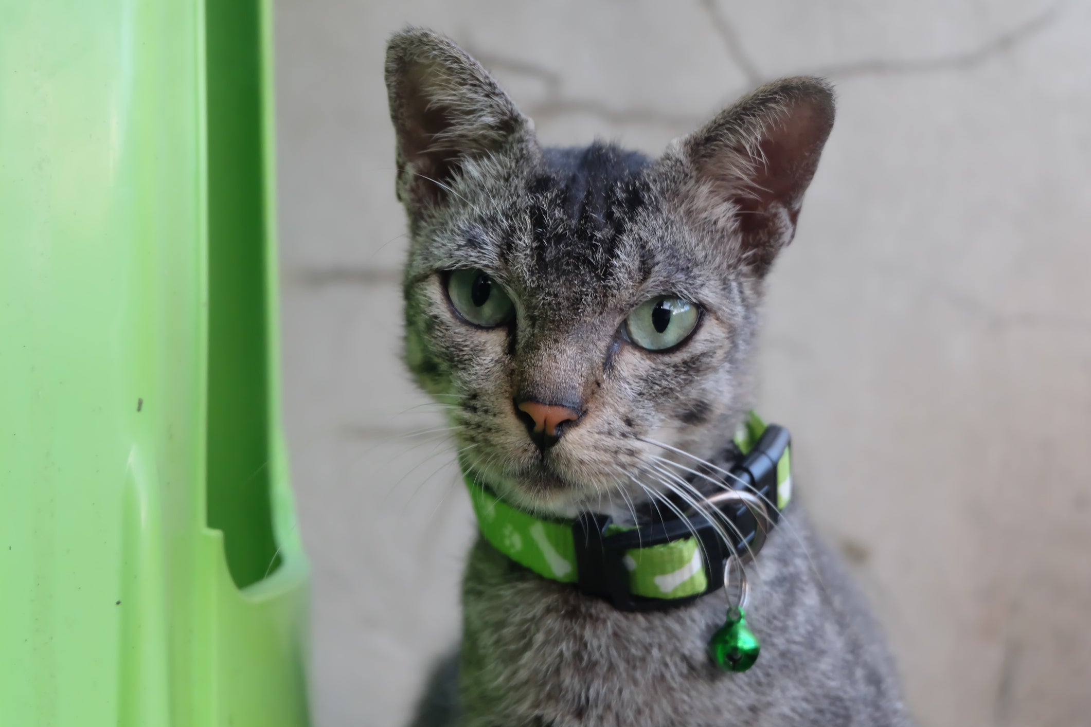 A coleira com gps para gatos ratreia o animal e manda a localização para o celular do tutor
