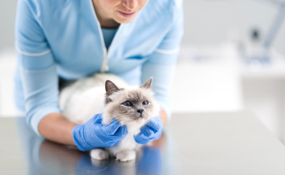 Gatos com diabetes: pacientes precisam fazer tratamento com insulina.