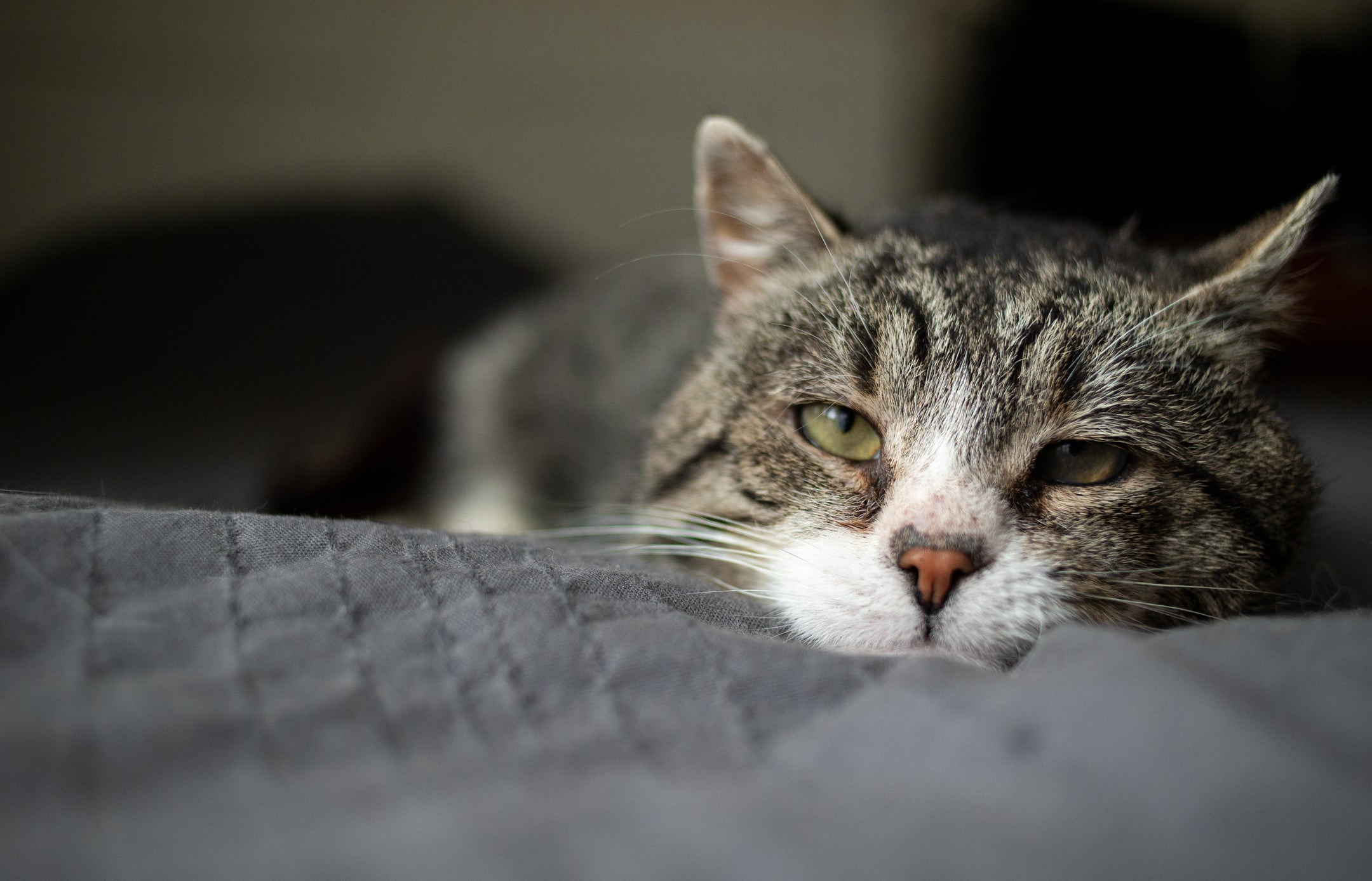 Gato com diarreia crônica: a tricomoníase pode durar meses ou até mesmo anos