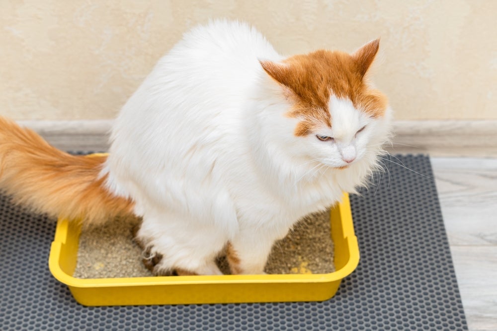 A diarreia em gatos, se persistente, deve ser examinada por veterinário