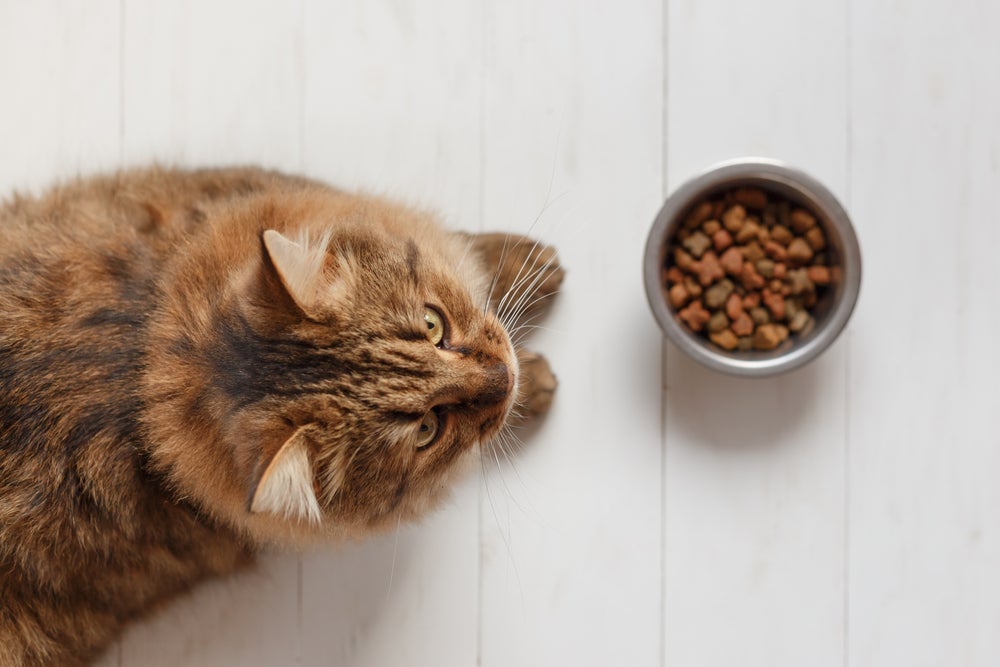 Mudanças bruscas na alimentação e até rações de baixa qualidade favorecem quadros de diarreia no gato