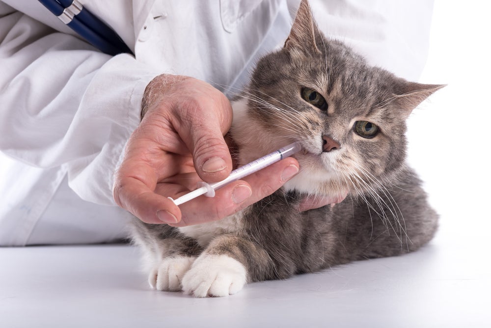 Uma forma de como dar remedio de verme para gato é usando um aplicador de comprimidos