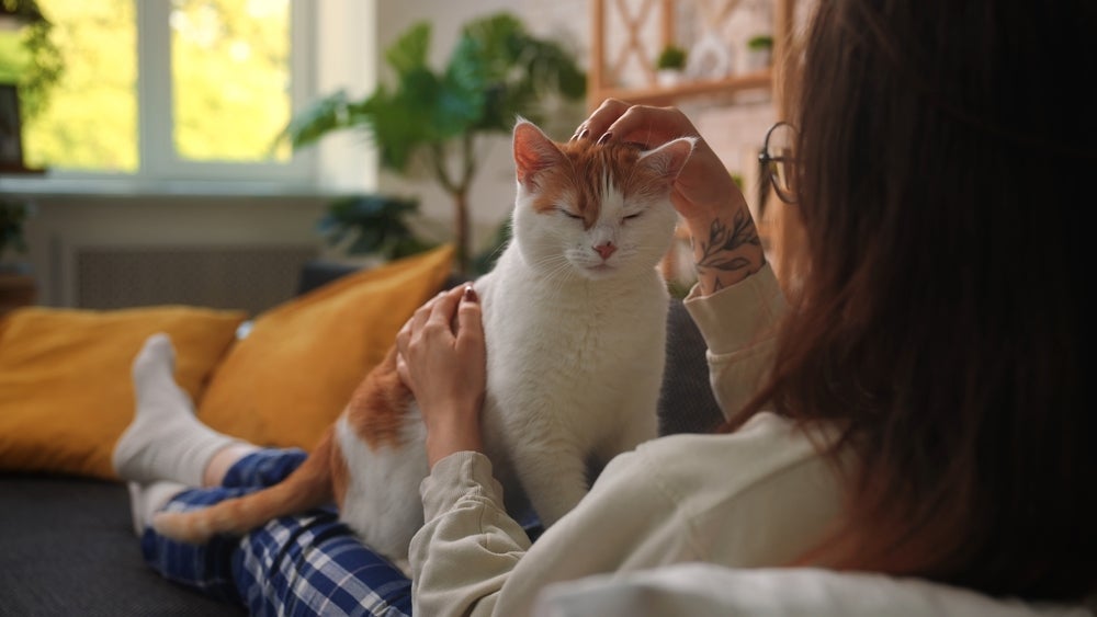 Ambiente adaptado e rotina organizada são essenciais para o bem-estar de gatos renais