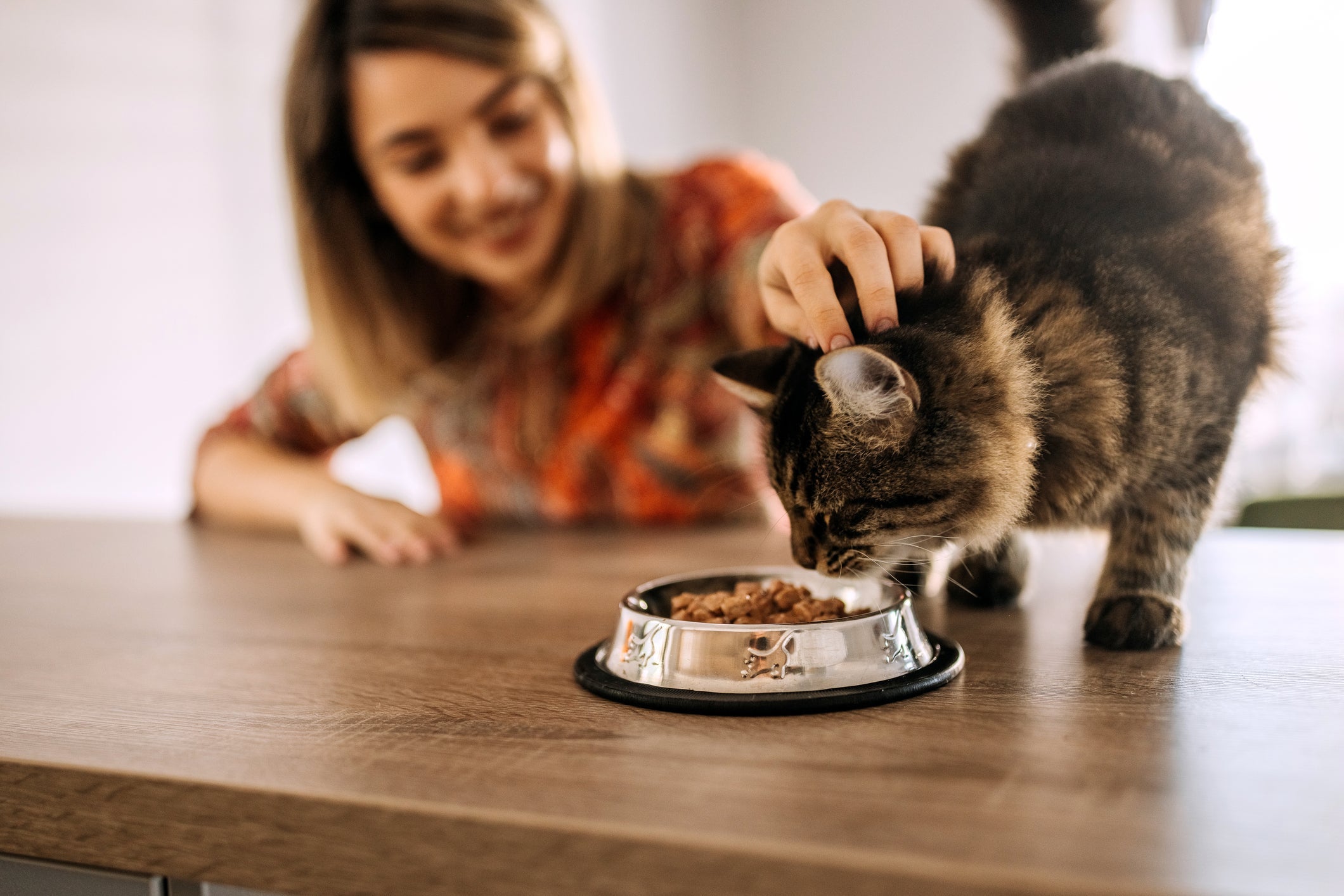Diarreia em gatos: a boa alimentação é um dos princípios para evitar o problema