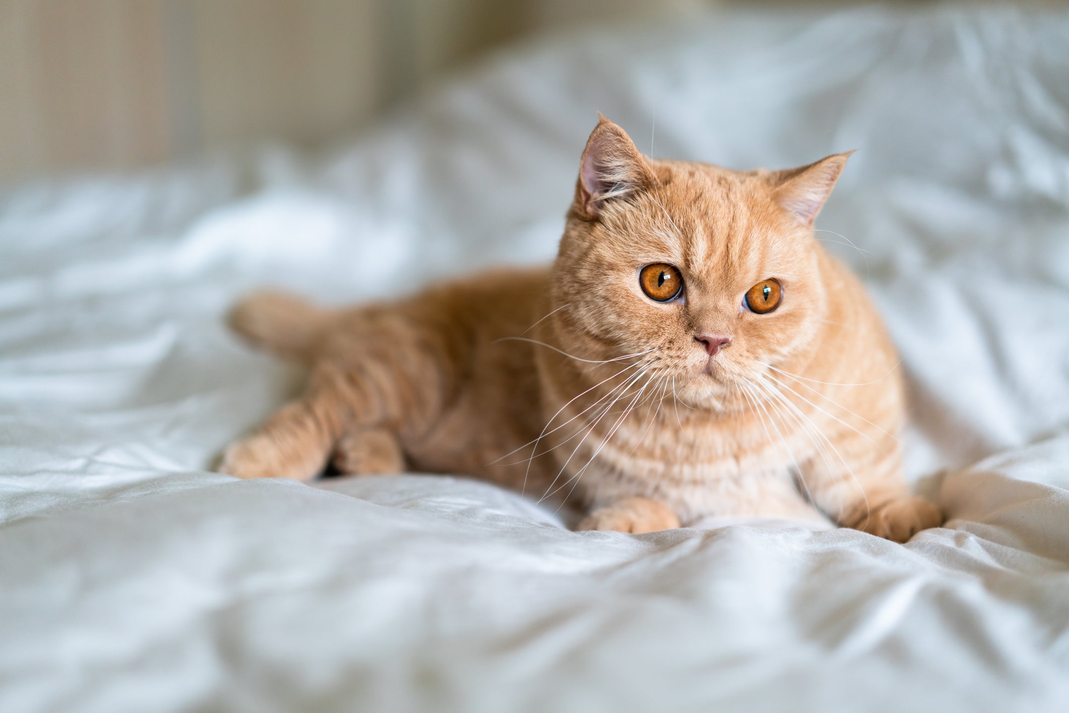 A raça de gato Munchkin, que têm as pernas curtinhas, é mais propensa a desenvolver problemas na coluna
