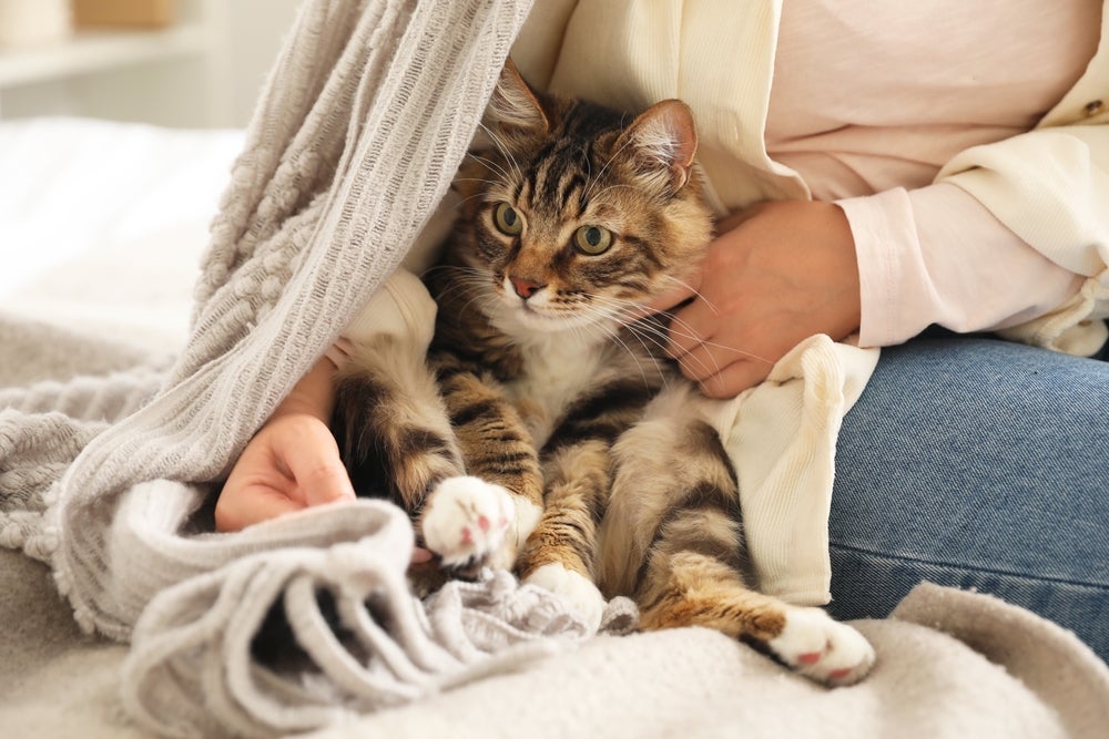 Traumas e até hérnia de disco podem deixar o gato com dor na parte traseira