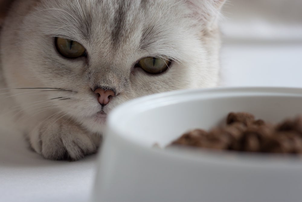 Como saber se o gato está com dor: se ele não come direito, é porque tem algo errado