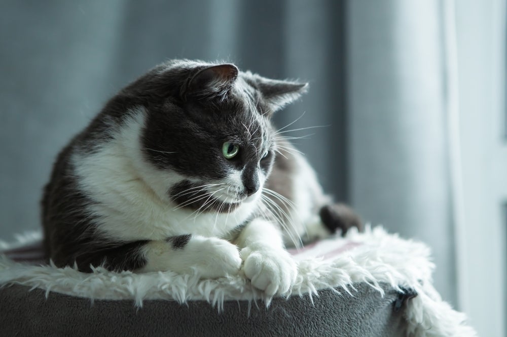 Gato com down: essa condição não tem tratamento, mas não impede o gatinho de ter uma vida feliz, saudável e de muito amor.