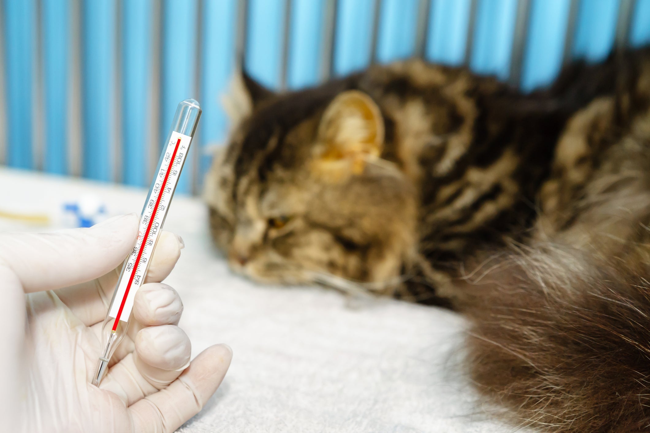 A doença PIF em gatos causa sintomas como febre, edemas, desidratação e aumento do abdômen