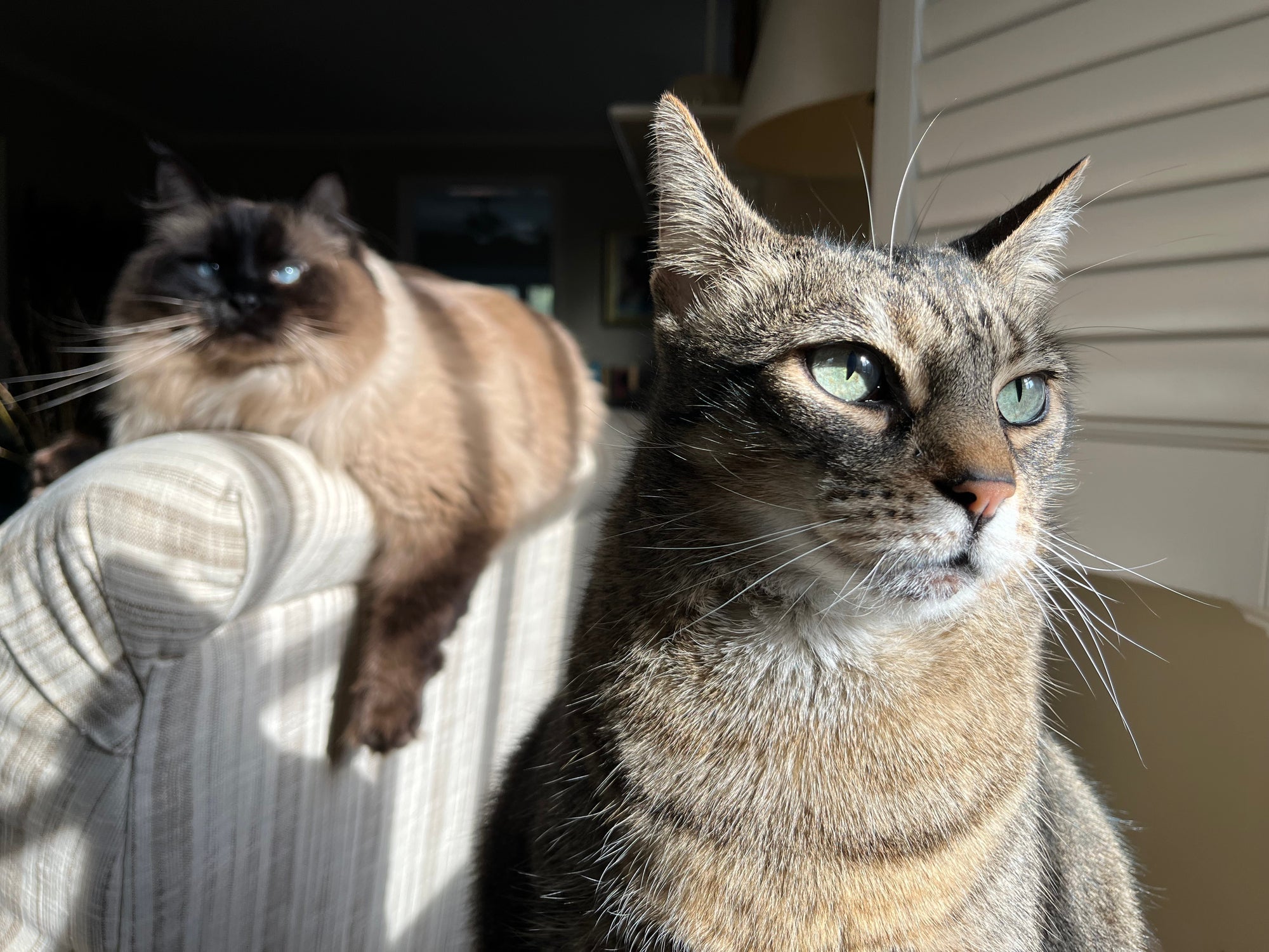 Um gato FIV positivo, como o Oliver, pode conviver com outros gatinhos desde que o tutor tome algumas precauções