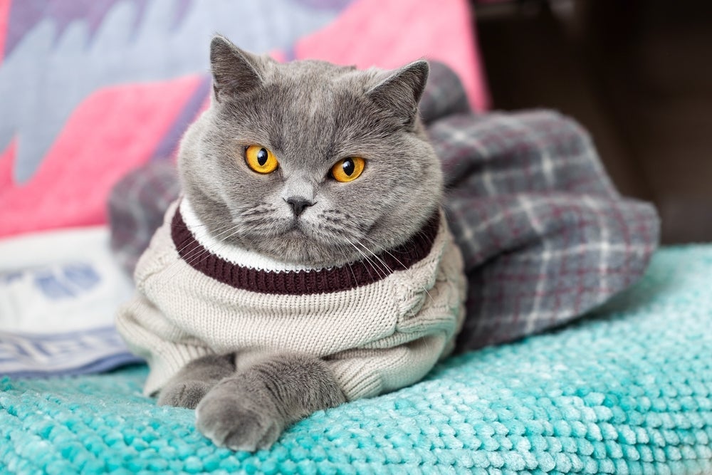 A roupa de inverno para gato é ótima para aquecer os pets, mas eles precisam estar acostumados com isso
