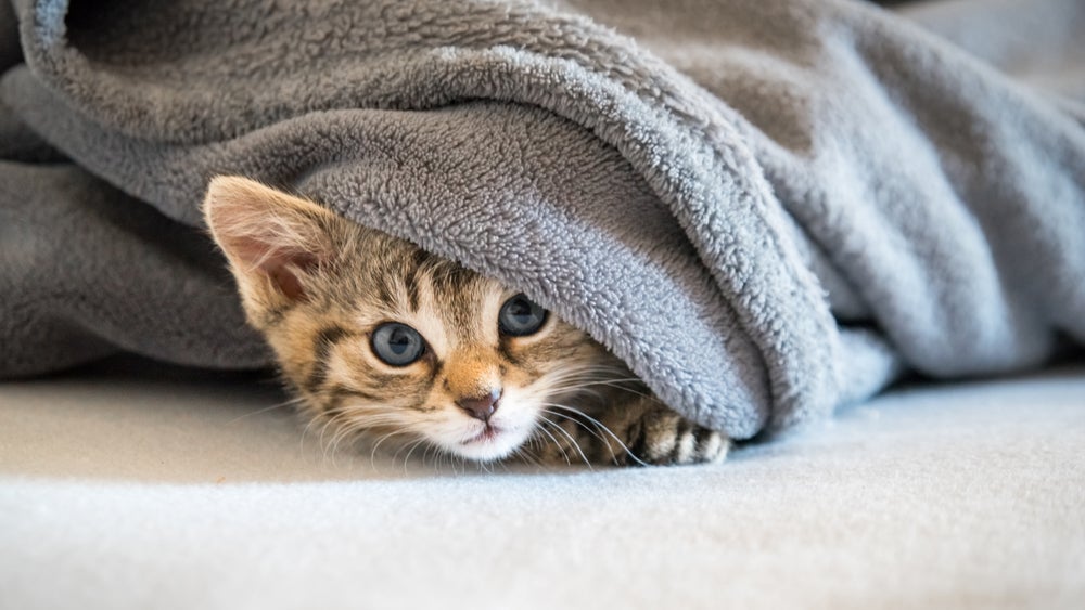 Sintomas comuns de doença de gato no inverno são tosse e espirros