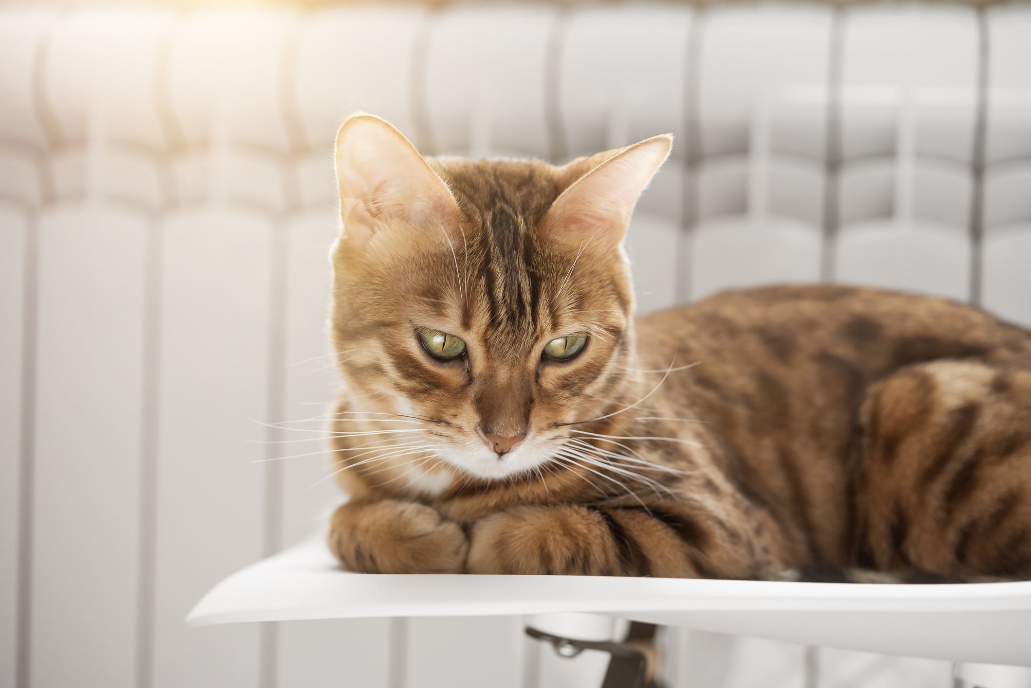 Quando o gato tem gases, pode ser algum problema com a alimentação dele