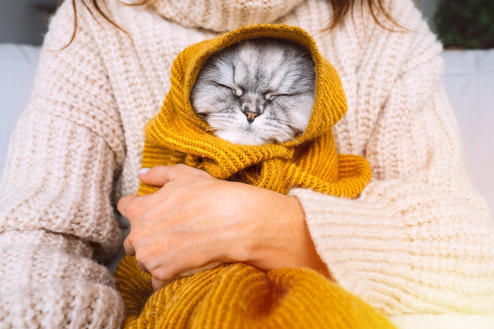 O gato gripado deve ficar bem aquecido. Use roupinhas e cobertores!