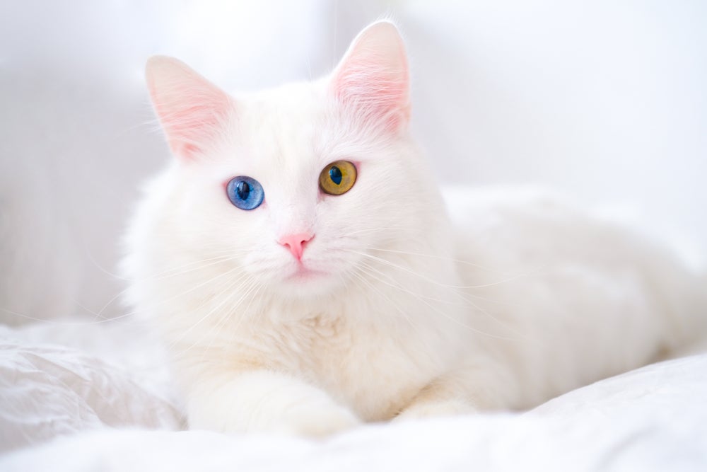 O gato com heterocromia da raça Angorá é mais comum