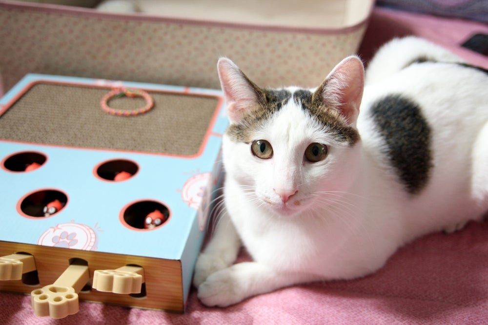 Gato com olhos de duas cores: o Bobtail Japonês pode ter essa característica