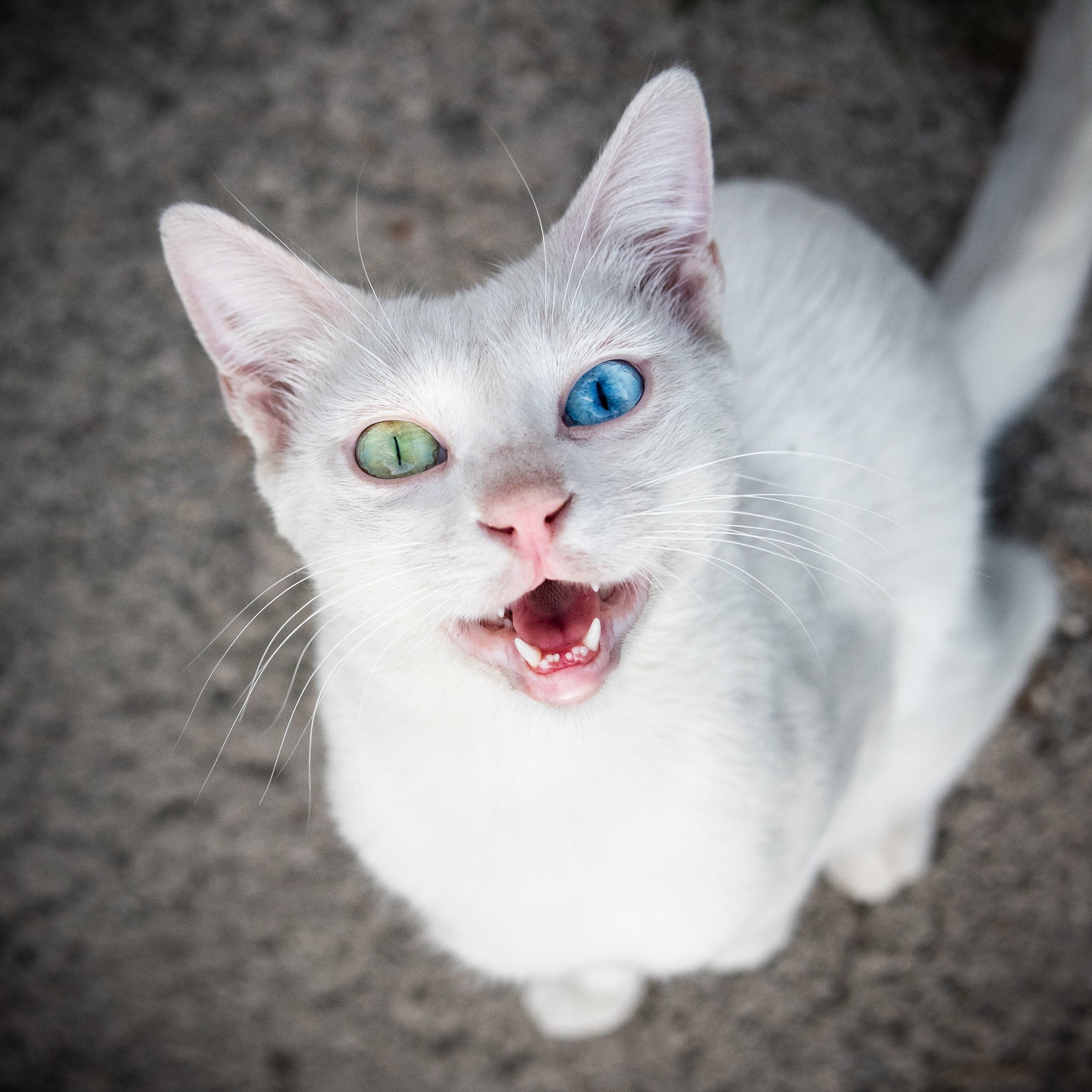 Heterocromia: gatos podem ter esse fenômeno nos dois olhos ou em um. Também pode ocorrer de maneira parcial.