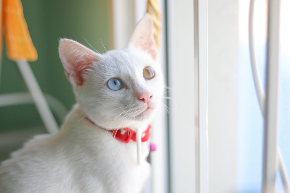Dos gatos com heterocromia, o Khao Manee é um dos mais populares