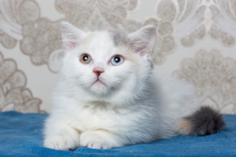 Gatos com heterocromia podem ser da raça British Shorthair