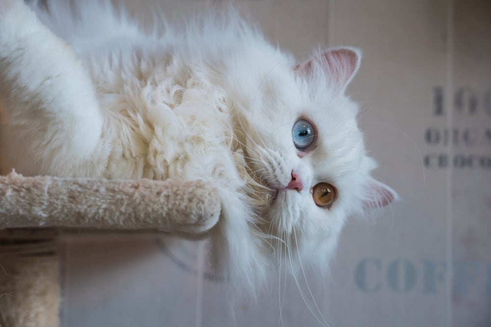 Gato com heterocromia: preço do Persa chega a R$ 5 mil