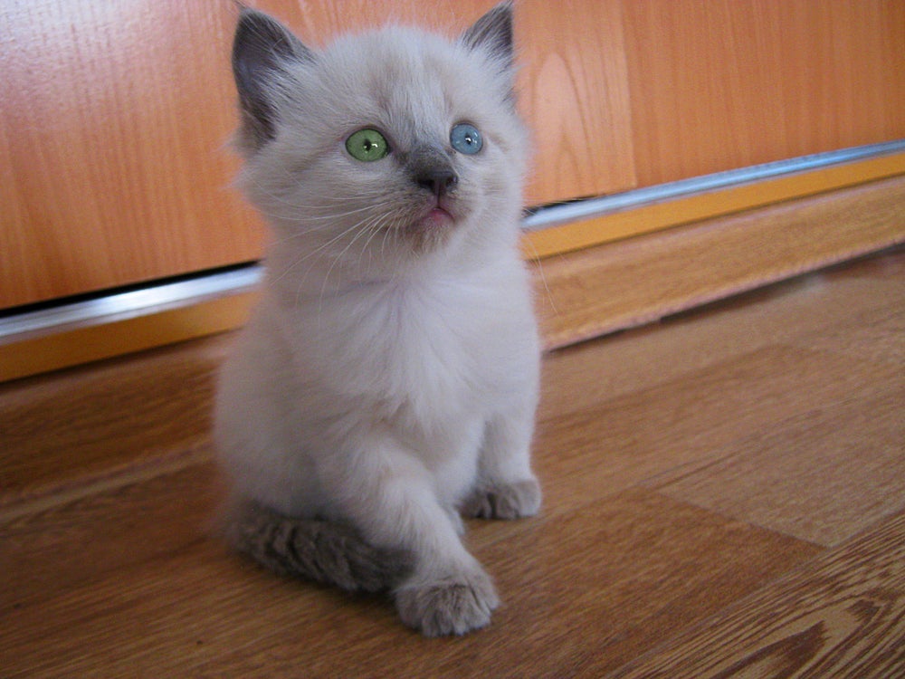 Apesar de não ser um gato branco com heterocromia, Siamês está na lista