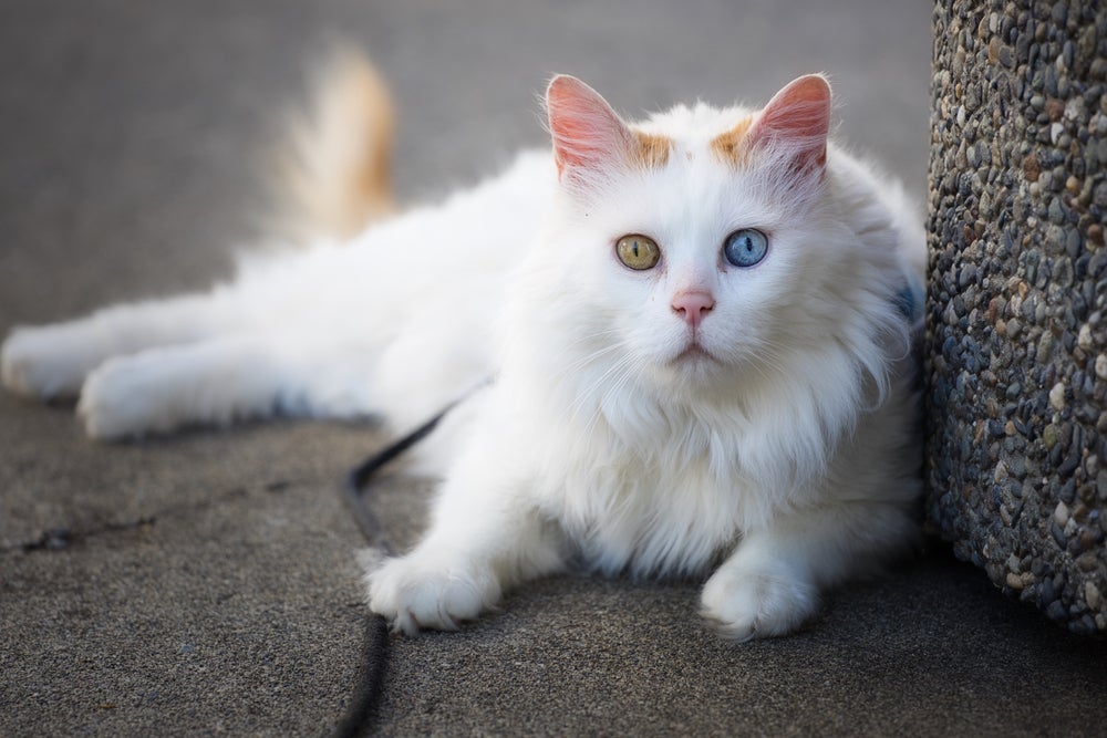 Quanto custa um gato com heterocromia? No caso do Van Turco, preço parte de R$ 2 mil