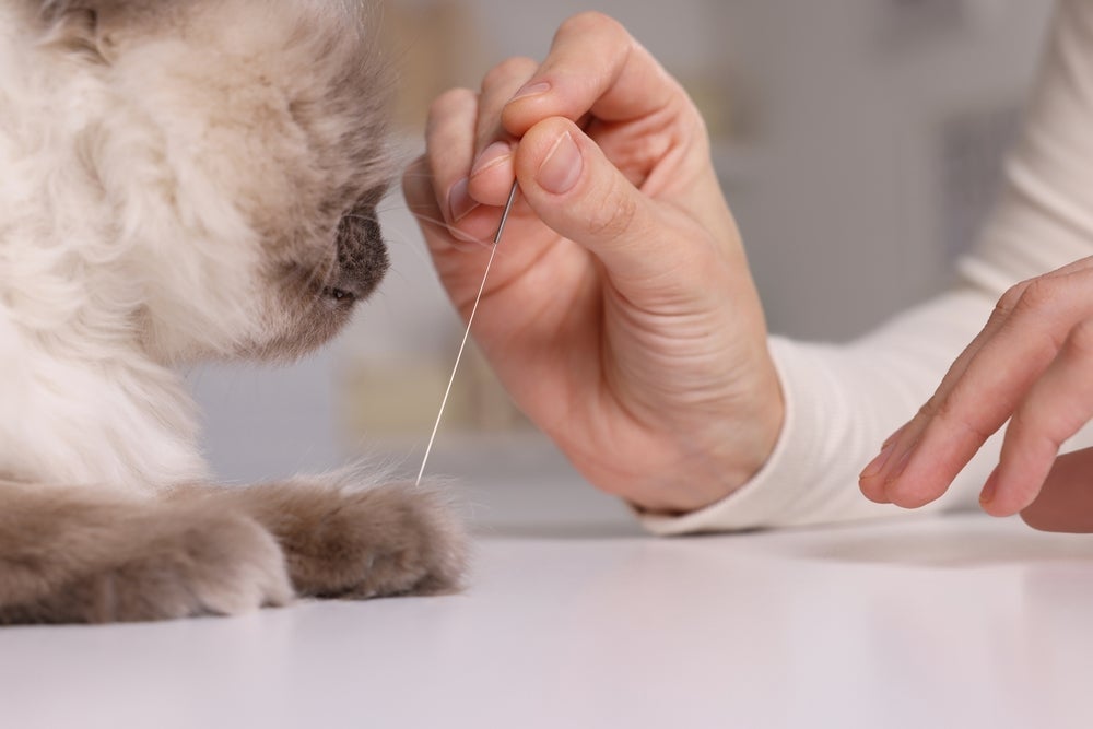 Fisioterapia e acupuntura são indicações para gato com hipoplasia cerebelar