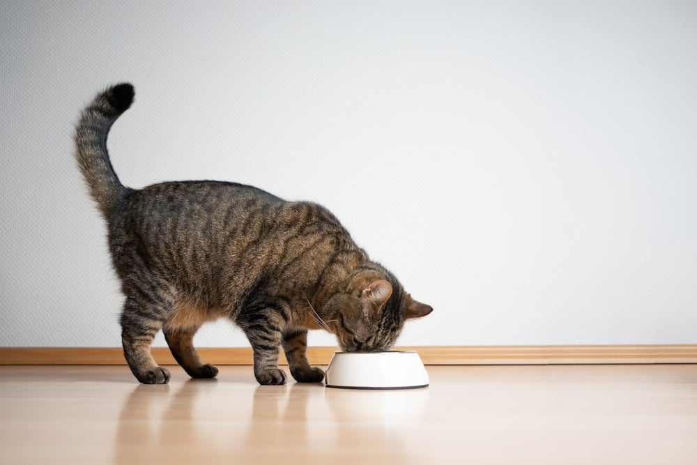 Para evitar a doença inflamatória intestinal, gatos precisam de uma alimentação balanceada