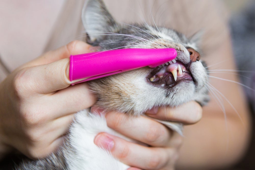 Para evitar o mau hálito dos gatos, a escovação dos dentes é indispensável