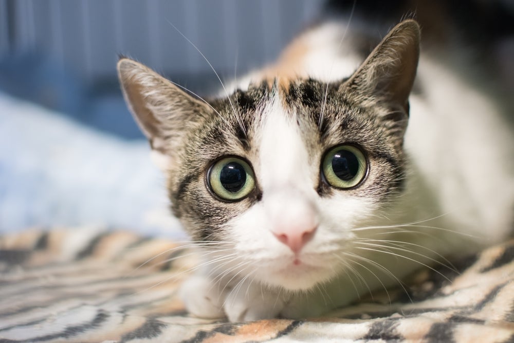 Gato com medo de fogos: o que fazer quando ele não gosta do barulho?