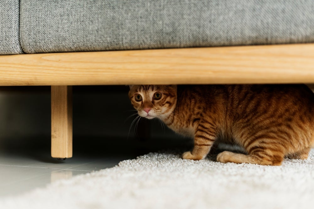 Um gato com medo sempre vai buscar um abrigo seguro para se esconder
