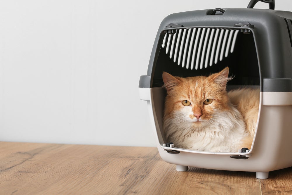 Uma das formas de como acalmar gato é apresentando a caixa de transporte semanas antes