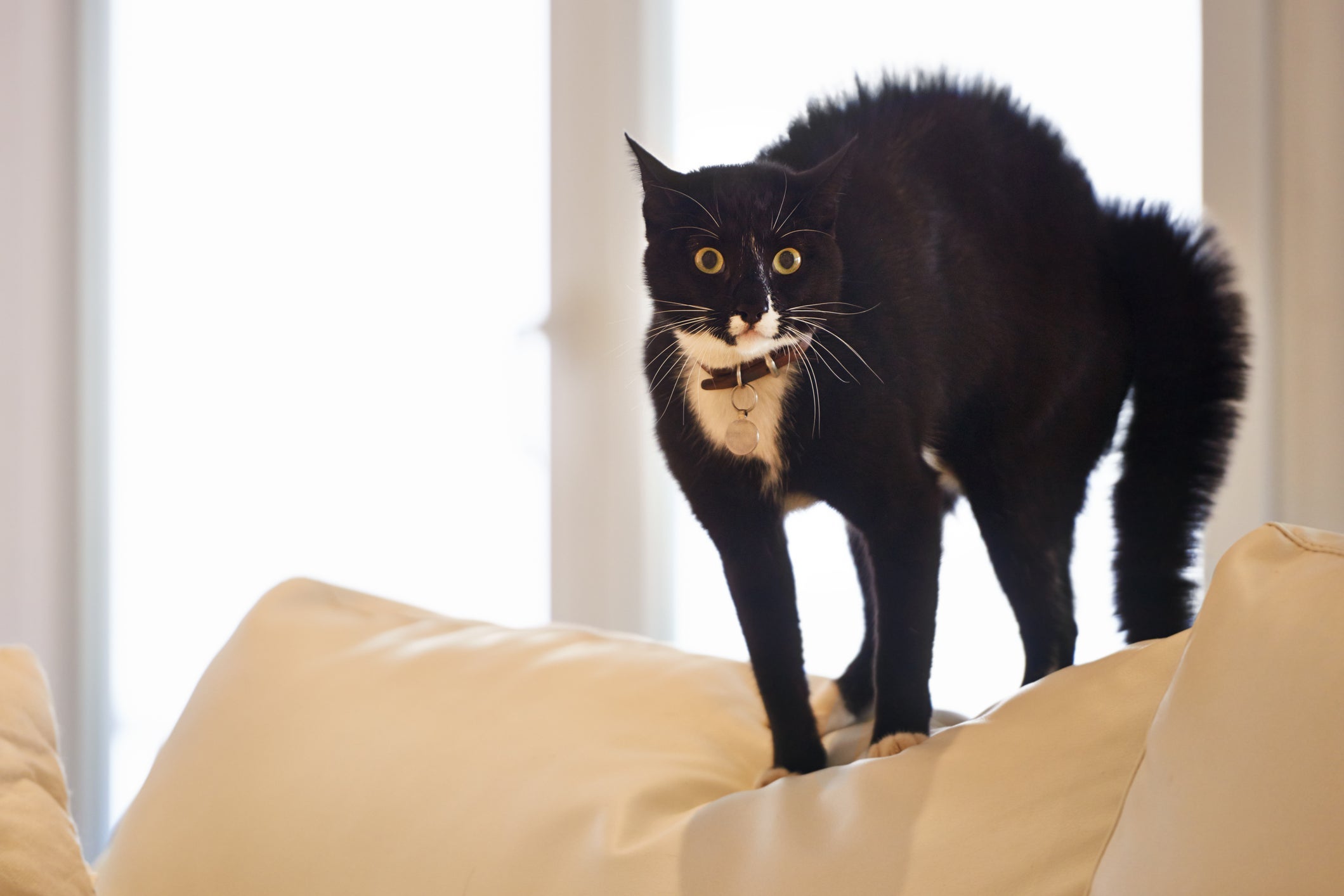 Um dos sintomas de gato com medo são os pelos do corpo arrepiados