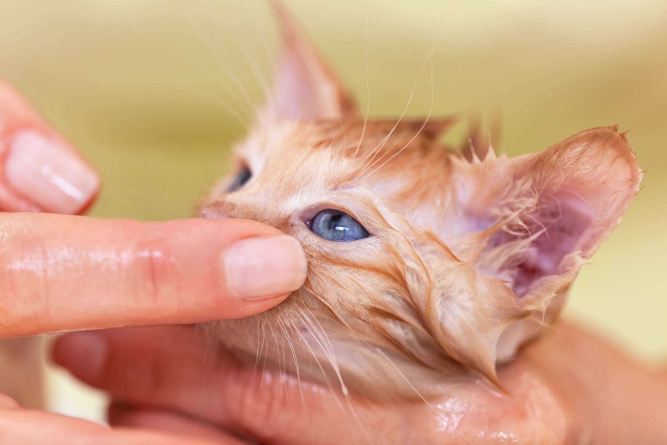 Filhote de gato com olho remelando é bastante comum
