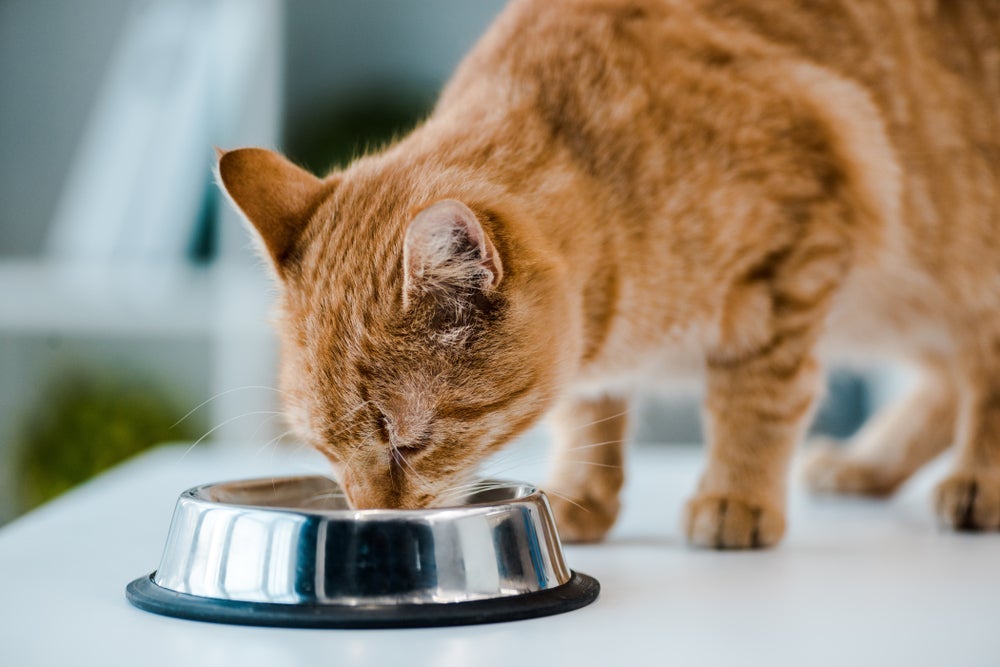 O gato renal precisa de cuidados com a alimentação